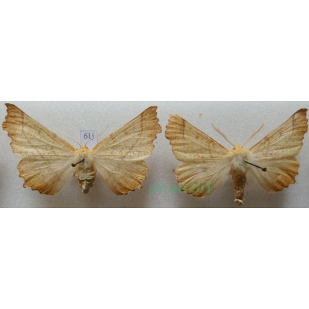 Ennomos autumnaria (Werneburg, 1859) pair Latalec jesieniak Czech61j